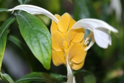 Unbekannte gelbe Blüte