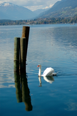 Der Schwan vom Millstätter See...