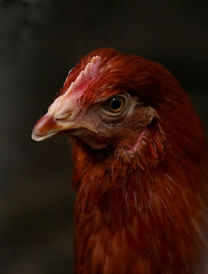 Porträt eines Huhns