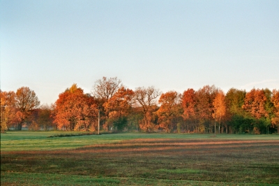 herbstlicher Waldrand