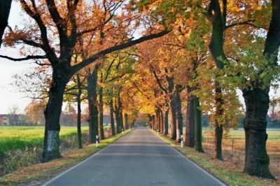 Herbstliche Allee