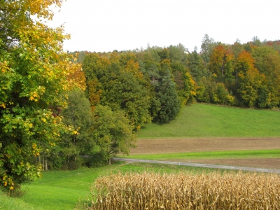 Durch Wald und Flur - Waldrand