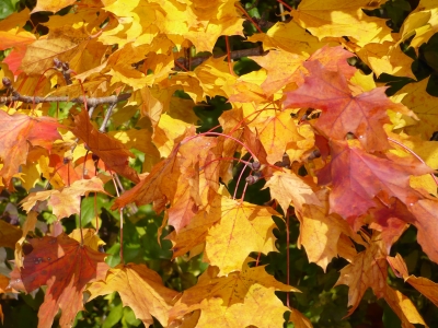 Herbstblätter