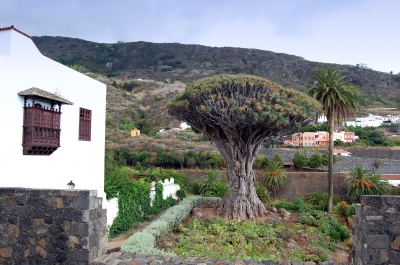 ältester Drachenbaum auf Teneriffa