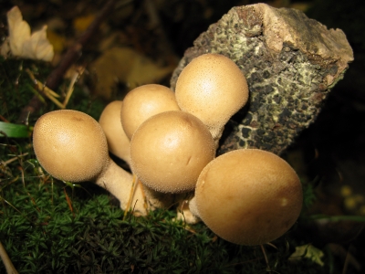 Durch Wald und Flur - Gruppe Stäublinge