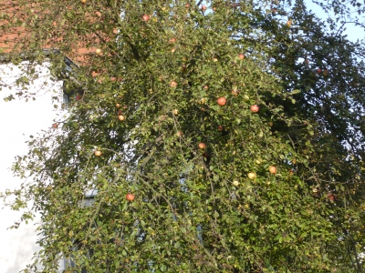 Obstbaum