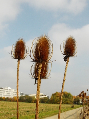 Kardendistel