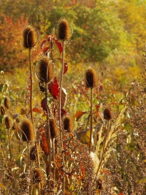 Farben des Herbstes