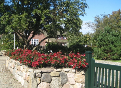 Natursteinmauer mit Rosen II