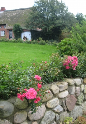 Natursteinmauer mit Rosen I