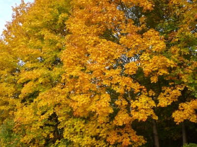 Herbstblätter