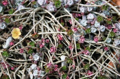 Steinkräuter im Garten