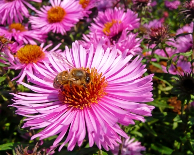 Astern mit Biene