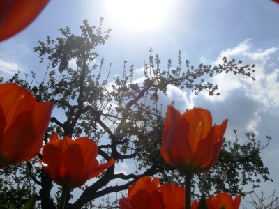 Tulpen im Britzer Garten Berlin