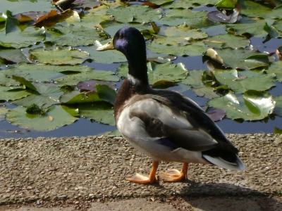 Die Ente am Teich