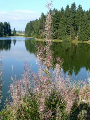 Seenlandschaft im Harz