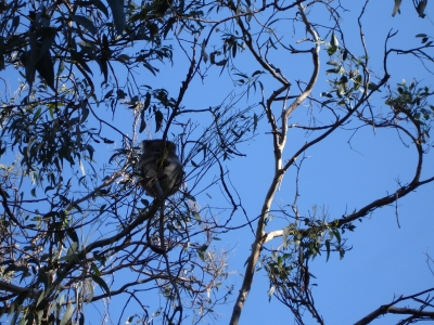 Koala in freier Wildbachn