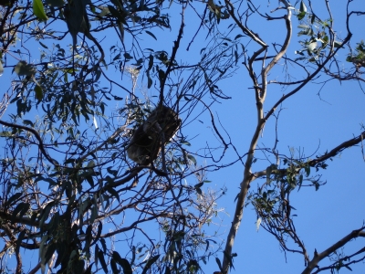 Koala in freier Wildbahn