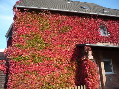 Herbstblätter