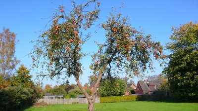 Apfelbaum in unserem Garten