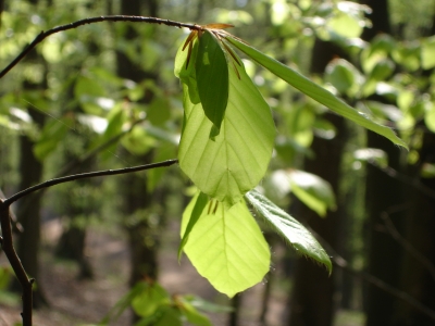 Frühling im Wald