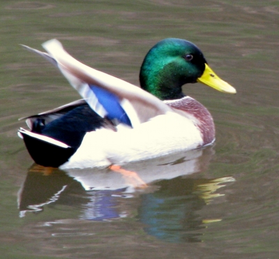 farbenprächtige Ente