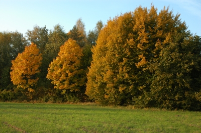 Sonnenschein im Herbst