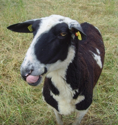 Freches Schaf oder freche Kuh?