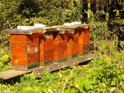 Bienenkörbe im Wald