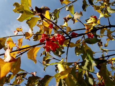 Herbstblätter