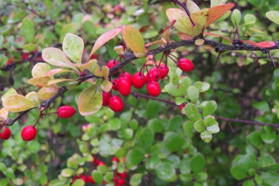 Vogelbeeren