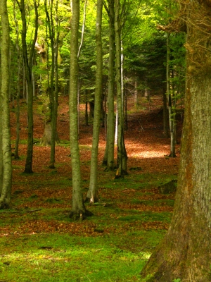 Wald im Irland