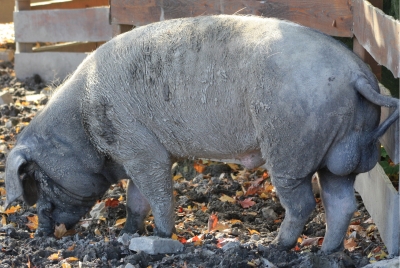 Eber im Euregio Zoo Aachen