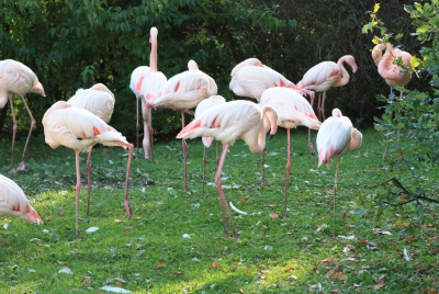 Flamingos im Euregio Zoo Aachen