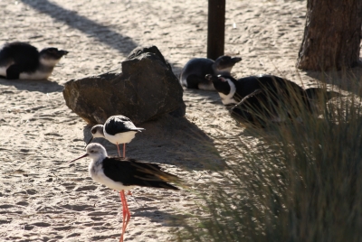 Tiere im Euregio Zoo Aachen