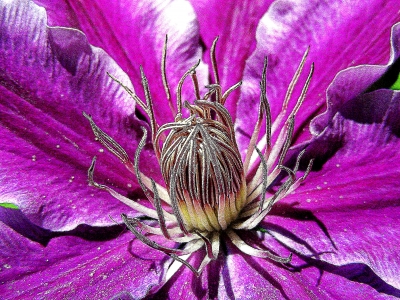 lila Clematis Blüte mit  Staubfäden