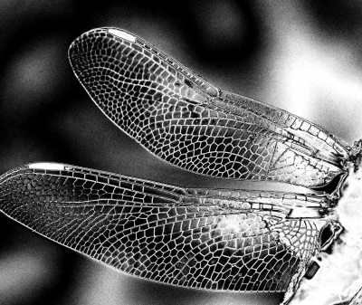 filigrane Libellenflügel