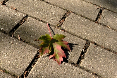 vom Baum gefallen