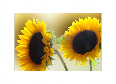 Sonnenblumen