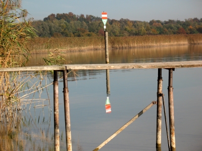 Steg am Bodensee im Naturschutzgebiet