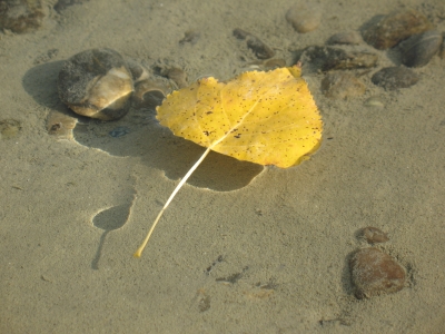 Herbstblatt auf Wasseroberfläche