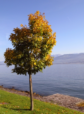 Einsamer Baum am Ufer