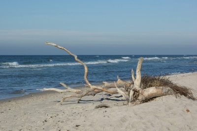 Prerow Weststrand Strandgut