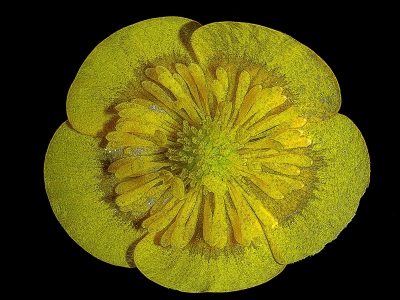 Waldscheinmohn gelber Scheinmohn Menecopsis camprica Nummer 34