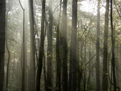 die sonne durchbricht den nebel 2