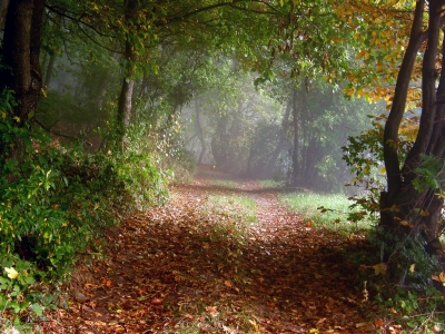 der weg in den nebel