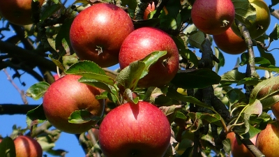 schöner roter Apfel