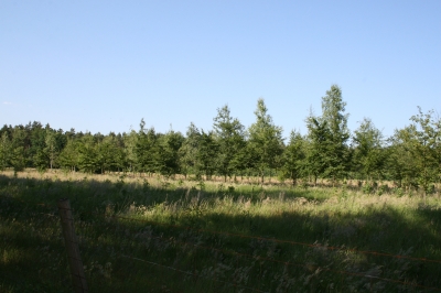 Landschaft im Sommer