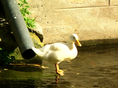 Ente