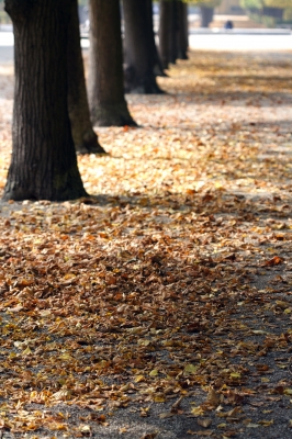 Der Baum im Herbst